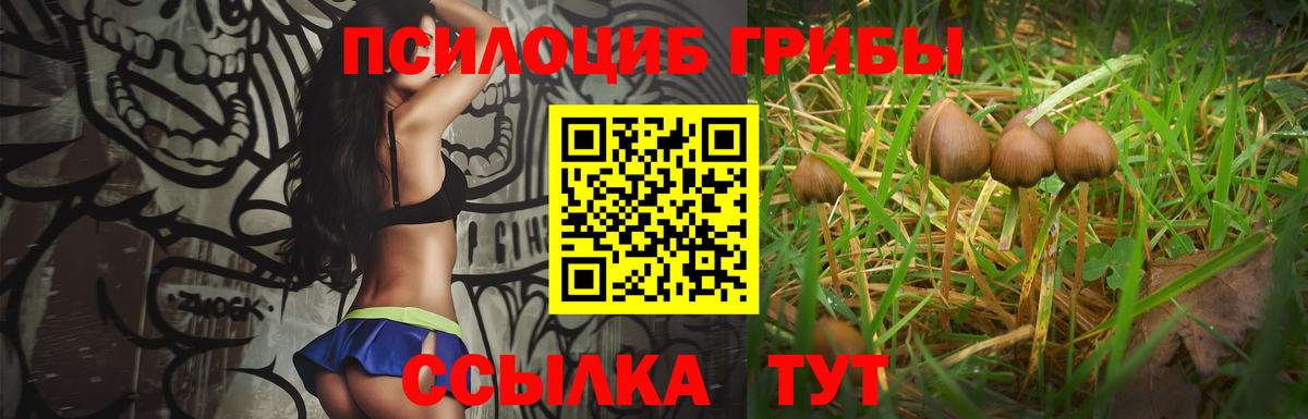 Псилоцибиновые грибы Psilocybine cubensis Луга
